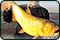 Pesca de Entre Rios, Argentina