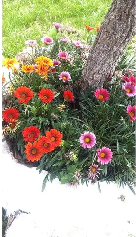 Caba�as Aires de Campo