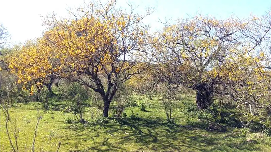Caba�as Aires de Campo