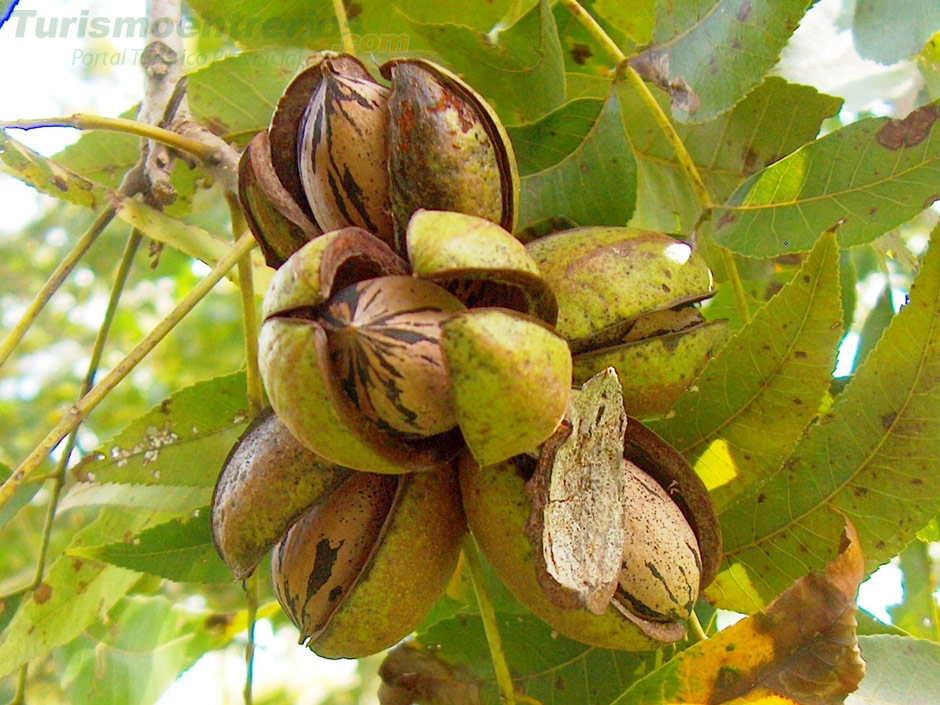 Nueces Pecan - Imagen: Turismoentrerios.com