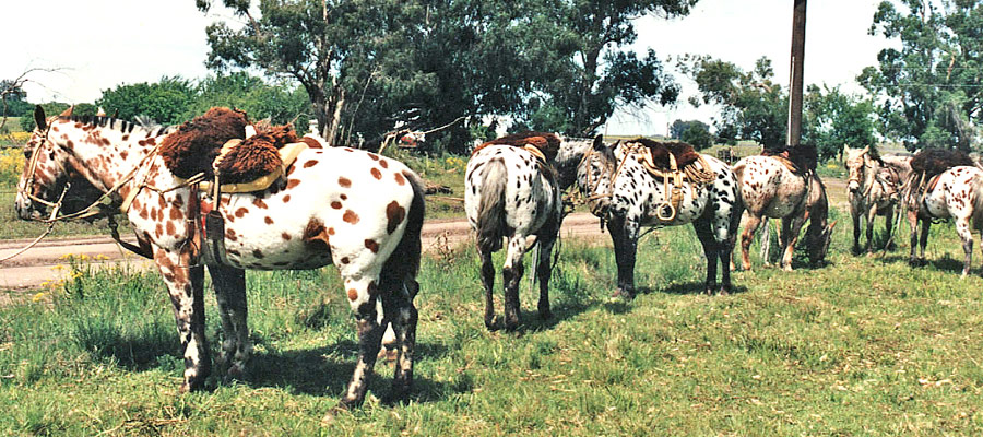 Turismo Rural en Gualeguaych Entre Ros