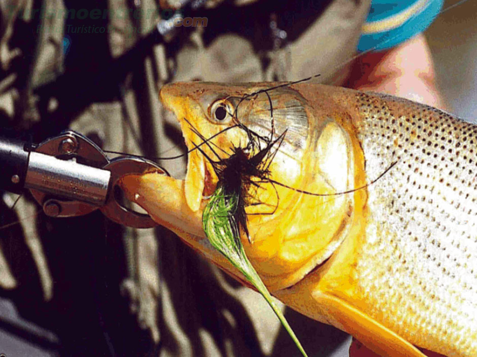 Pesca de dorado en La Paz - Imagen: Turismoentrerios.com