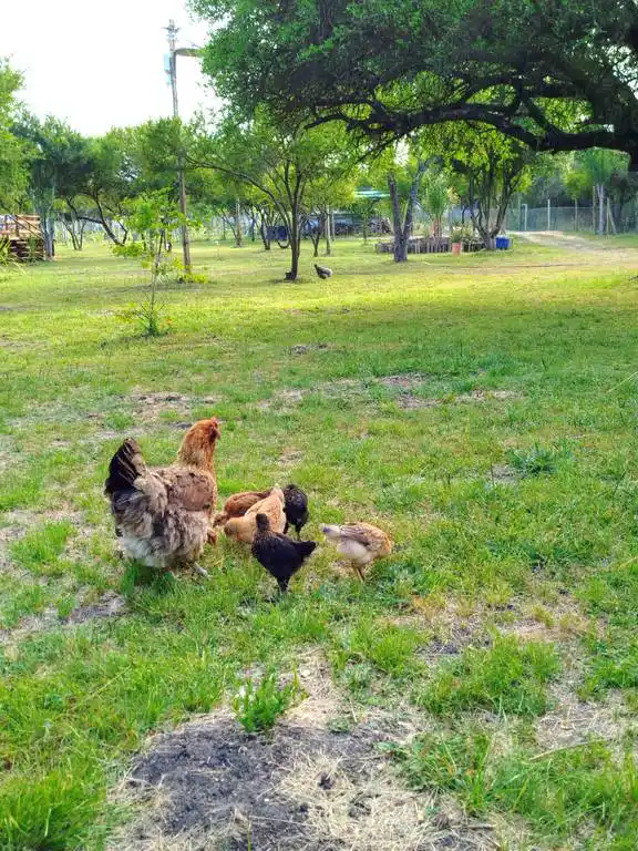 �ae Guaz� Domos Geod�sicos