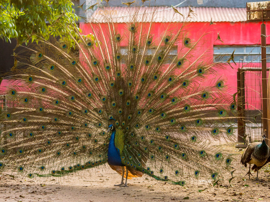 Animales Silvestres - Imagen: Turismoentrerios.com