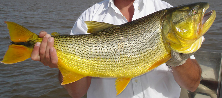 Pesca Deportiva en Villa Paranacito Entre Ros