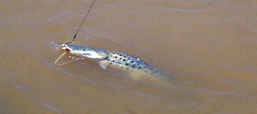 Pesca Deportiva en Piedras Blancas Entre Ros