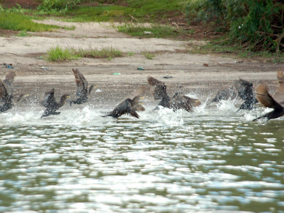 Avistaje de Flora y Fauna - Imagen: Turismoentrerios.com