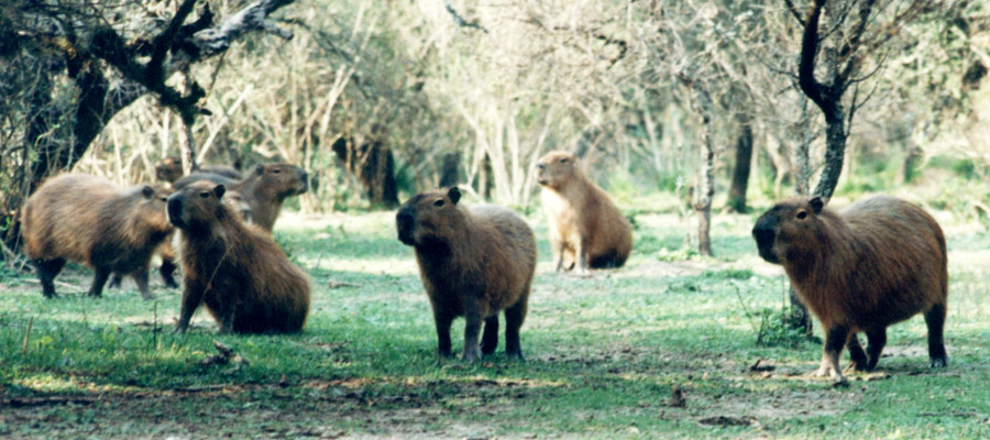 Ecoturismo en Entre Ros