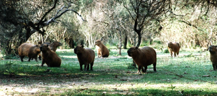 Flora y Fauna de Entre Ros