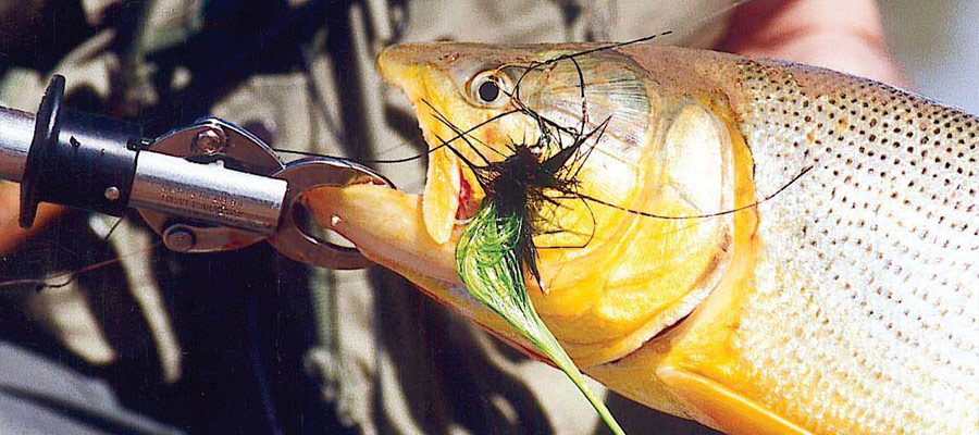 Pesca del Dorado en Entre Ros