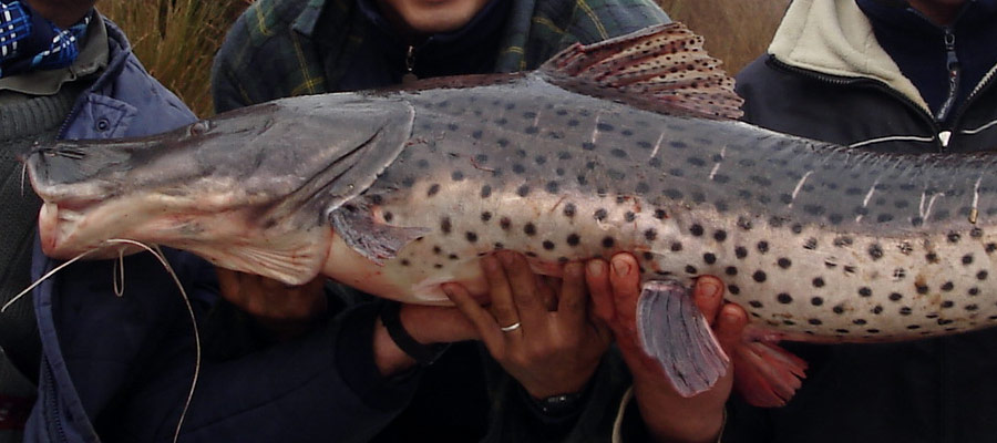 Pesca del Surub en Entre Ros