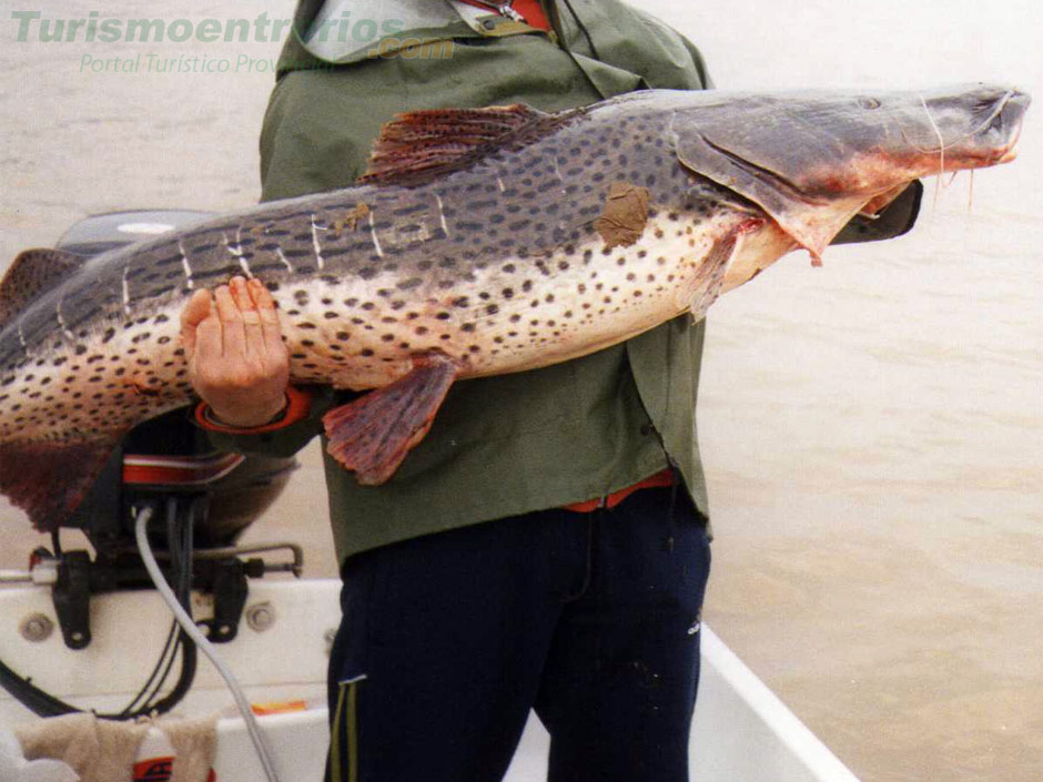 Pesca del Surub - Imagen: Turismoentrerios.com