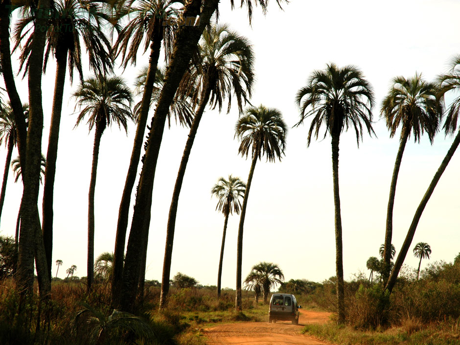 Parque Nacional El Palmar - Imagen: Turismoentrerios.com