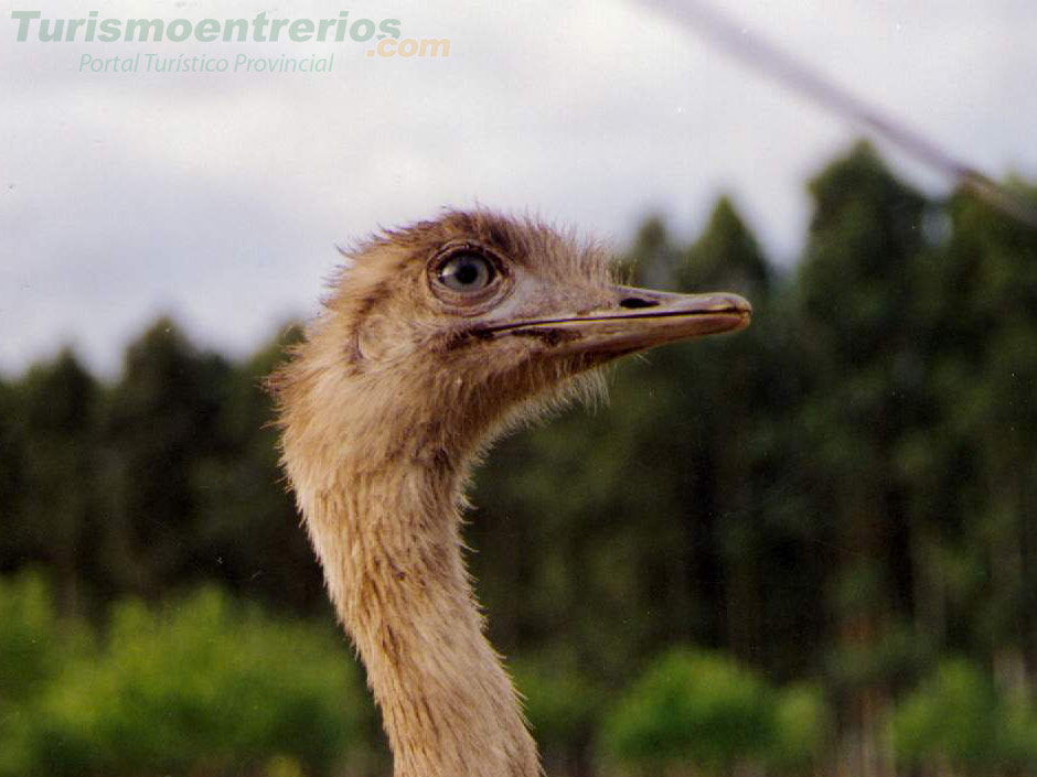 Parque Nacional El Palmar - Imagen: Turismoentrerios.com