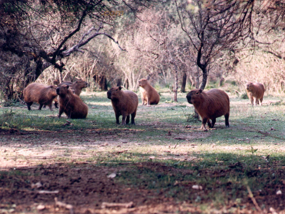 Reserva Privada Carpincho - Imagen: Turismoentrerios.com